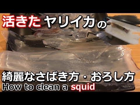 【活きたヤリイカのさばき方】綺麗におろす方法をご紹介　How to make a squid