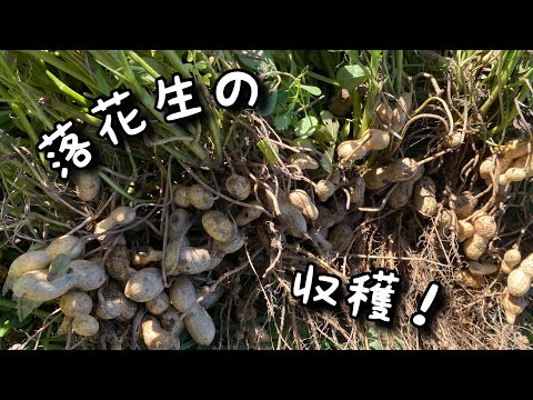 落花生の収穫 /塩茹で【家庭菜園】