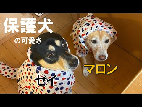 【保護犬の可愛いさ】おとなしいと思っていたマロンが泊まりに来たら積極的で可愛すぎる