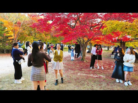 Namiseom Island, The snow-like Autumn Leaves are flying. Near by SEOUL, Seoul Travel Walker.