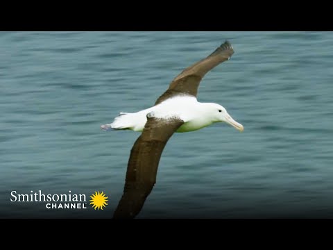 A Royal Albatross Can Fly for 13 Straight Months 👑 Into the Wild New Zealand | Smithsonian Channel