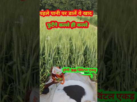 गेहूं की फसल में पहले पानी पर क्या डालें // gehun mein pahla pani //  wheat watering (irrigation)