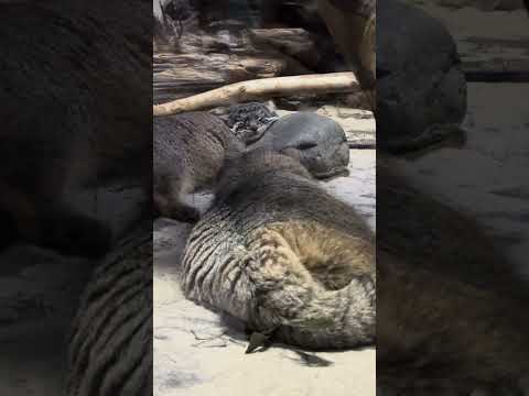 #shorts 寄り添って寝るフィーガとアブリコース　きょうだい　マヌルネコ　上野動物園