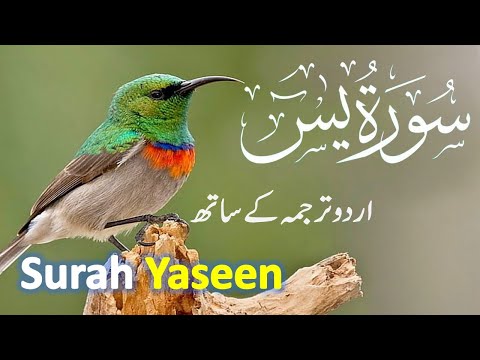 Surah Yasin ( Yaseen ) with Urdu Translation | Quran tilawat 011 | Quran with Urdu Hindi Translation