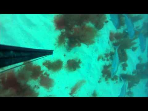 Spearfishing Steinhatchee Gulf of Mexico