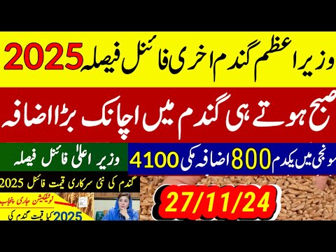 wheat support  price 2025 پنجاب میں گندم قیمت نوٹیفکیشن اعلان/today munji makki rate 1509