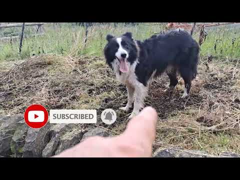 Crazy Border collie helps with Diggin!