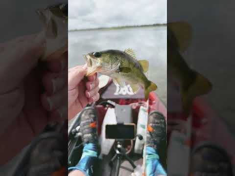 Small Bass!! #bassfishing #bass #kayakfishing #fishing #florida #fish