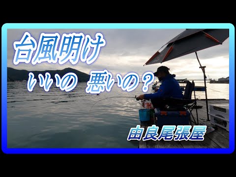 【かかり釣り】【筏チヌ】台風一過で濁りがいい具合ですけど・・・