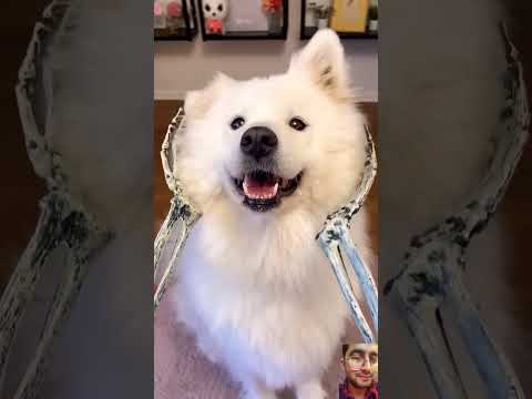 dog #puppy #cute #cutedog #pets #funny #cuteanimals #samoyed #smoothbrain #exams