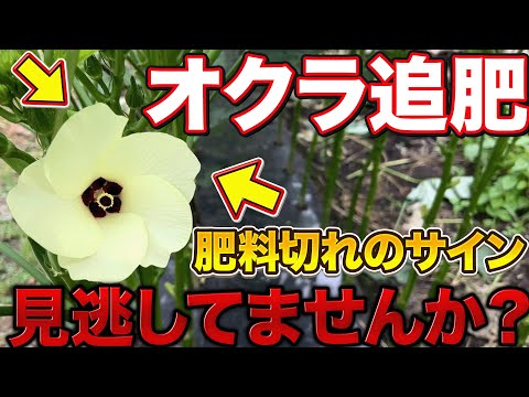 【これからの肥料切れに要注意！】肥料食いの野菜オクラの追肥の見極め方とそのやり方