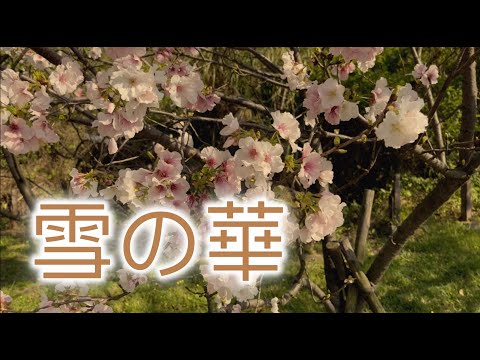 雪の華 - 中島美嘉 / 鋼琴伴奏版  , Superrobertliu cover