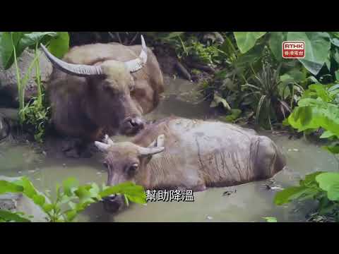 大自然大不同2：2021.07.20 稻田生態