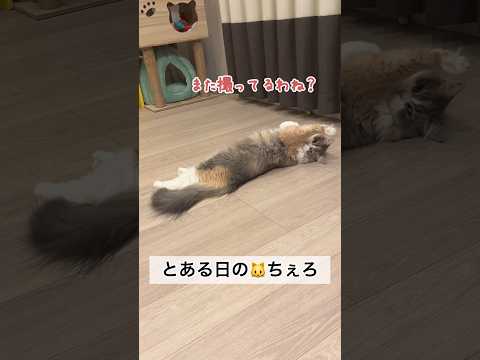 床でくつろぐ猫のちぇろをいろんな声のトーンで呼んでみた #shorts #cat