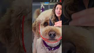 Let’s fix a doodle face together! #doggroomingtutorial #doggroomingtips #doodlegroom #doggrooming