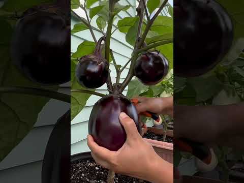 Eggplant harvest: you & me