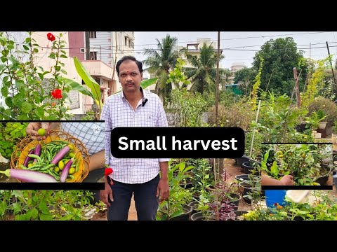 Terrace garden small harvest//Swarna traditional life//