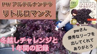 《優秀なカラーリーフ》pwアルテルナンテラリトルロマンス／暖地で地植えで越冬しました／簡単な防寒対策／夏から秋へ🍂色の変化を楽しみましょう😊#63