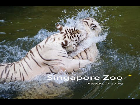 Singapore Zoo 新加坡动物园