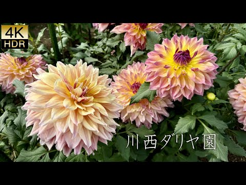 【4K HDR Dahlia】Kawanishi Dahlia Garden 2024 . 川西ダリヤ園2024年