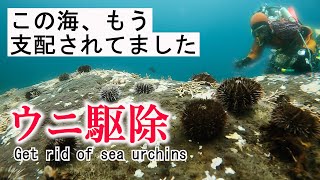 【うに駆除】海藻絶滅の危機！高級食材エゾバフンウニが増えすぎたので駆除しましたGet rid of sea urchins２０２０