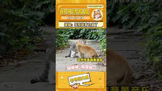 猫猫：突然就充满了力量！ #迷惑行为 #猫猫 #打架 #BGM#shorts