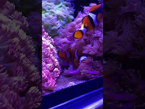 Our True Percula Clownfish laid eggs!