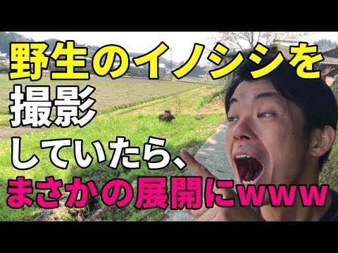 【ハプニング】野生のイノシシがあらわれたっ！追いかけて撮影していたらｗｗｗ