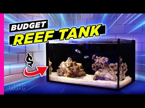 So You Want to Start Reefing? A Budget-Friendly Guide