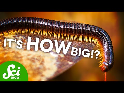 Six-Foot Long Millipedes?! And Other Fossil Giants