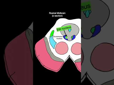 Edinger-Westphal nucleus #shorts