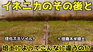 【こんなに差が出るか!?】ネギ培土による生育の差とイネニカを使ってどうなったのかお見せします!!