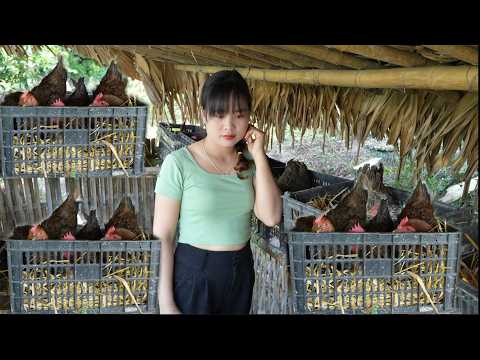 How I make yeast from natural herbs and rice flour. Vietnamese rural girl – live with nature