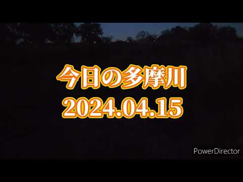 【昆虫採集】今日の多摩川河川敷 2024.04.15［ヒラタクワガタ、コクワガタ、クワガタ、多摩川、河川敷、クワガタ採集］