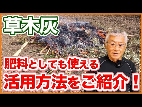 家庭菜園や農園で肥料としても使える有機資材！草木灰の効果と肥料や害虫対策の活用方法をご紹介！【農園ライフ】