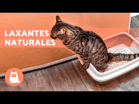 8 REMEDIOS CASEROS para el ESTREÑIMIENTO en GATOS 🐱🐾 ¿Qué Darle a un Gato Estreñido?