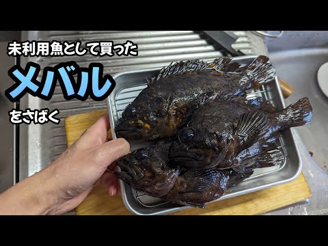 メバルをさばく🐟#魚さばき #魚料理 #未利用魚