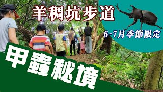 獨角仙天堂【羊稠森林步道】全程樹蔭，夏天限定，輕鬆好走