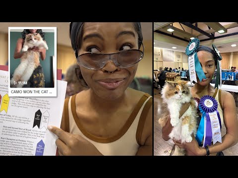 Competing My Viral House Cat in a REAL Cat Show