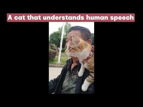 a dude in his fifties wound up with an unbreakable bond with a stray cat.