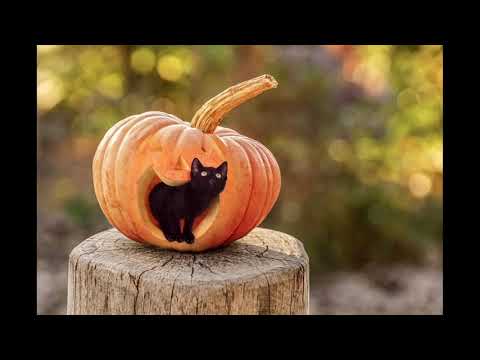 Kitten and Pumpkin | Copyright Free Video Footage