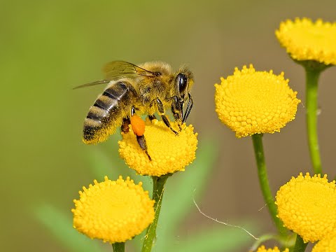 Життєвий цикл бджоли 🐝🐝🐝