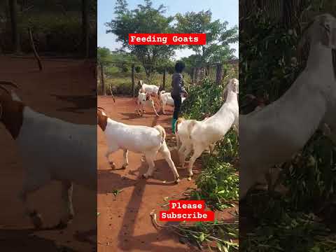 Feeding Goats some young scrub! They love it! #farming #shortsfeed #shorts