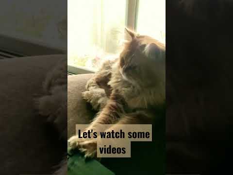 let's watch some videos|#cat|#cute|#viralvideo|