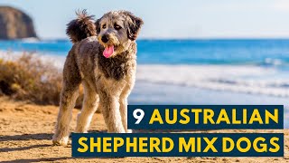 Australian Shepherd Mix Dogs: 9 Of the Most Intelligent and Hardworking Aussie Mixes!