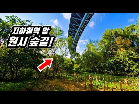 Jungle trekking course in Korea