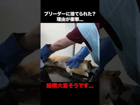 【闇】柴犬が遺棄された？理由が悲しすぎる