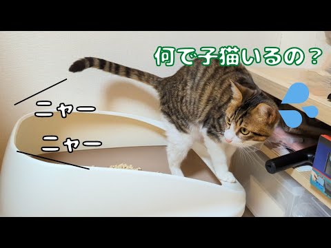 【Tiktok】猫が絶対寄ってくる音を聞かせたらなぜかこうなったw