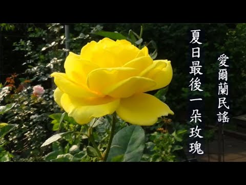 世界各地民謠  (愛爾蘭) The Last Rose of Summer(夏日最後一朵玫瑰)