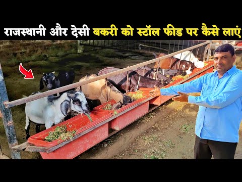 सुधीर सर से जाने बाहरी और देसी बकरी को स्टॉल फीड पर कैसे लाएं | Goat farming